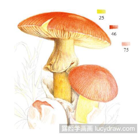 彩铅画教程：怎么画橙盖鹅膏菌