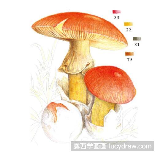 彩铅画教程：怎么画橙盖鹅膏菌