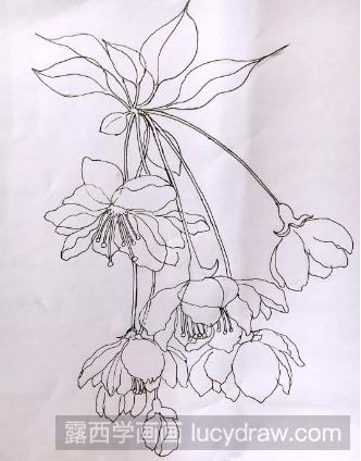 水彩花卉教程：垂丝海棠的画法