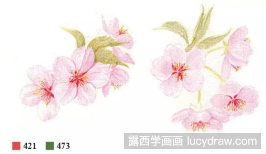 彩铅画一株樱花教程