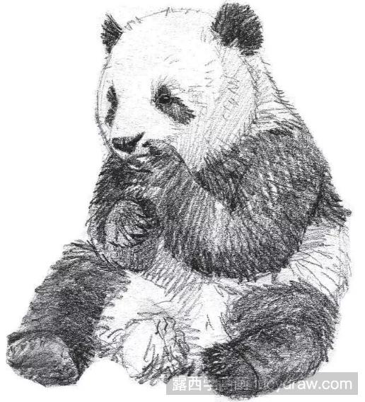 动物素描教程：教你画国宝大熊猫