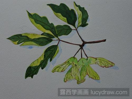 槭树传播种子怎么画图片