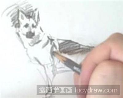 素描教程：怎么画狗