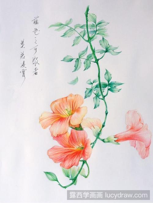 凌霄花彩铅画教程