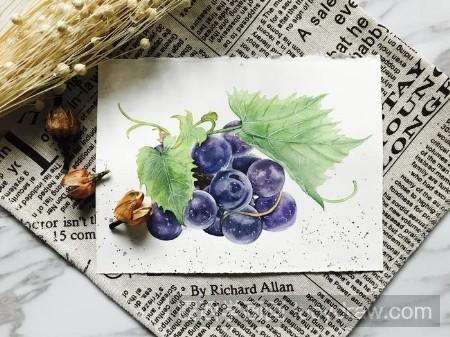 水彩画葡萄熟了绘画步骤