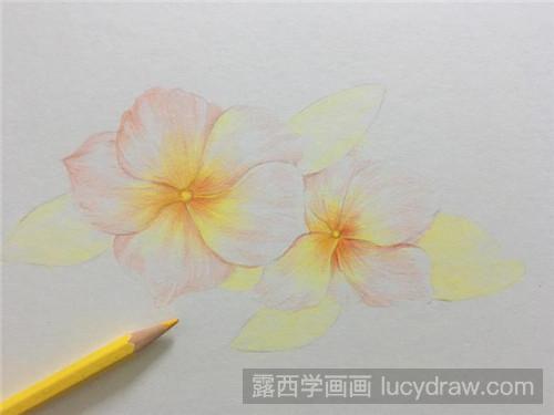 胭脂花彩铅画教程