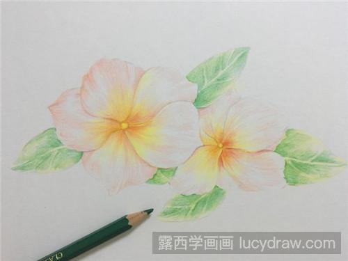 胭脂花彩铅画教程