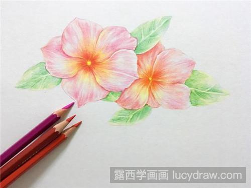 胭脂花彩铅画教程