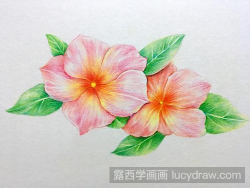 胭脂花彩铅画教程