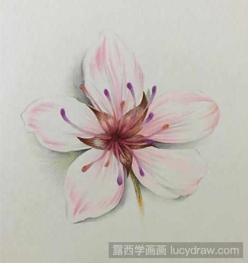 一朵樱花彩铅画教程