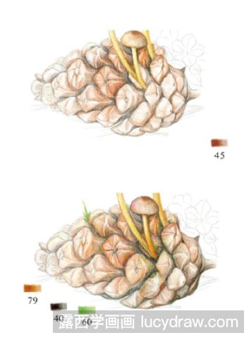 彩铅画教程：怎么画松果菌