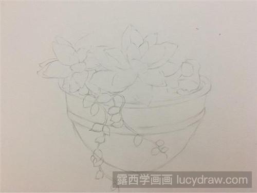 多肉姬胧月彩铅画教程