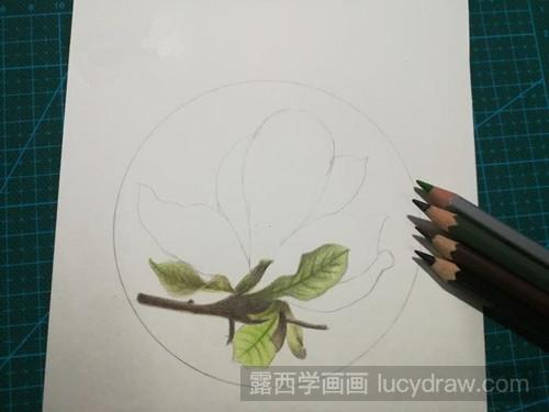 优雅玉兰花彩铅画教程