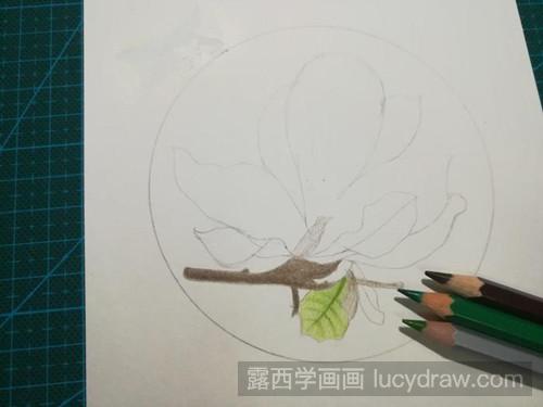 优雅玉兰花彩铅画教程