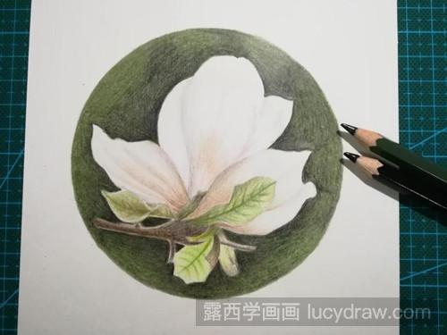 优雅玉兰花彩铅画教程