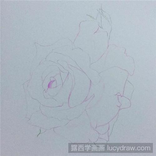 别样的月季花彩铅画教程