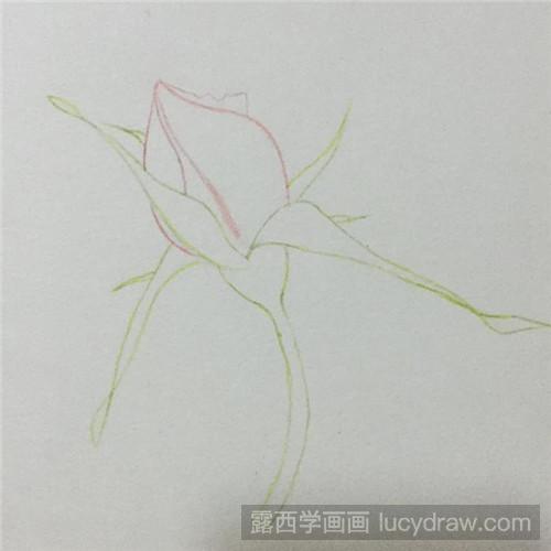 月季花苞彩铅画教程