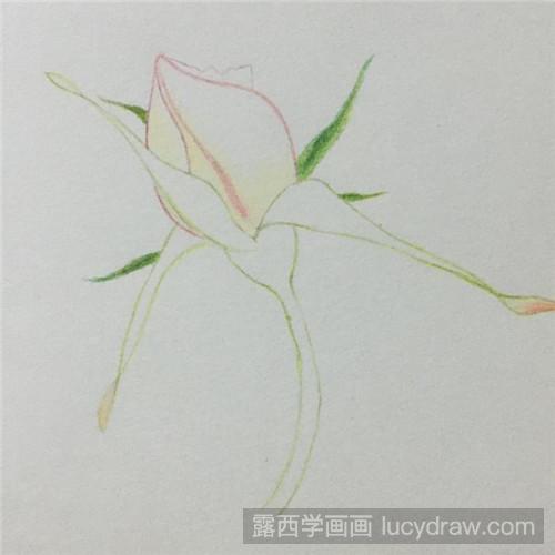 月季花苞彩铅画教程