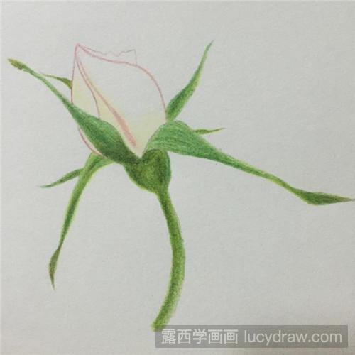 月季花苞彩铅画教程