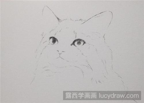 挪威森林猫水彩画教程