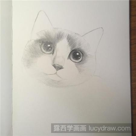 教你画素描布偶猫