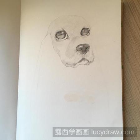 教你画素描狗狗
