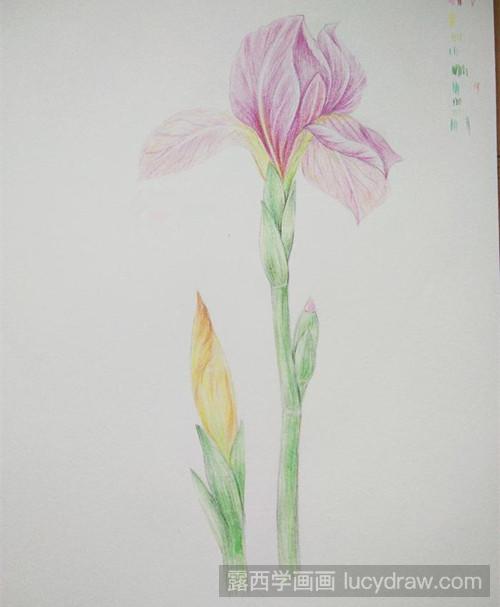 鸢尾花彩铅画教程