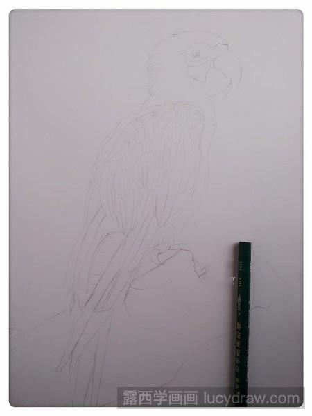 鹦鹉彩铅画绘画步骤
