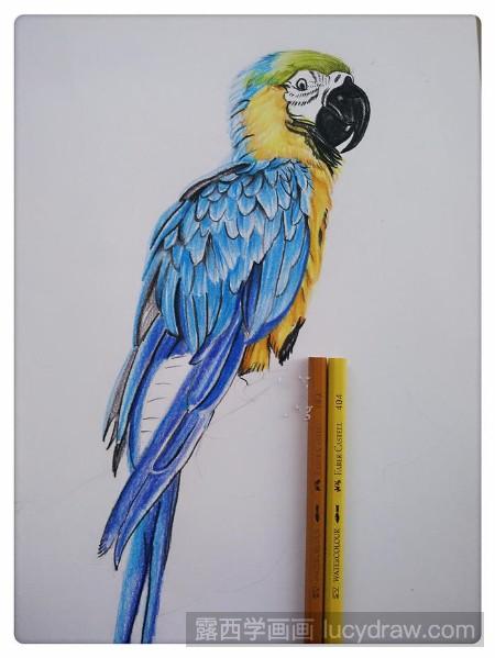 鹦鹉彩铅画绘画步骤