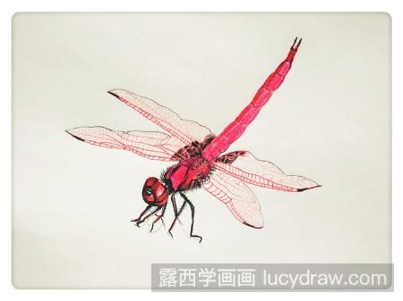 红蜻蜓画法图片