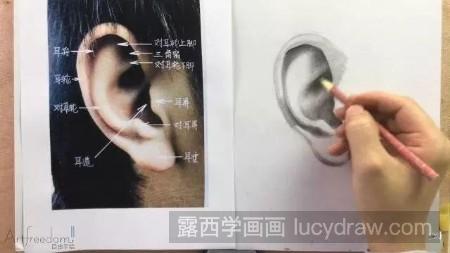 素描耳朵怎么画