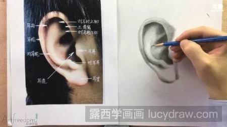 素描耳朵怎么画