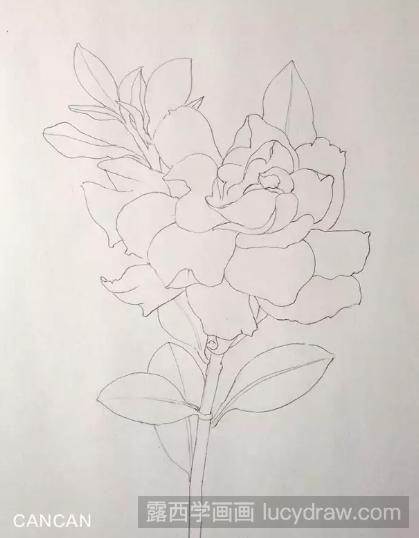 彩铅花卉教程：教你画一朵栀子花