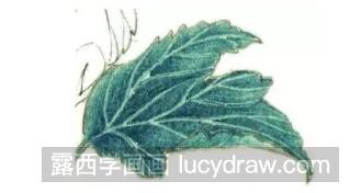 彩铅花卉教程：木槿花的画法