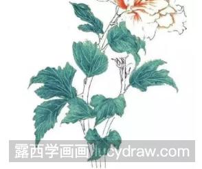 彩铅花卉教程：木槿花的画法