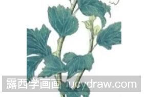 彩铅花卉教程：木槿花的画法