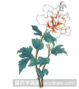 彩铅花卉教程：木槿花的画法