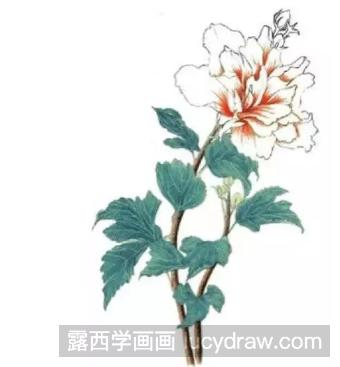 彩铅花卉教程：木槿花的画法