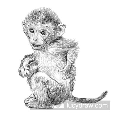 动物素描教程：小猴子的画法