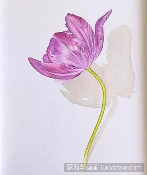 紫色郁金香水彩画教程