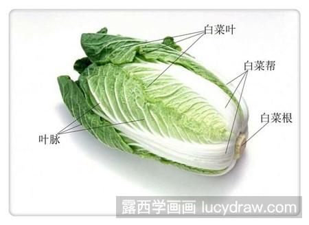 白菜叶的结构介绍图片图片