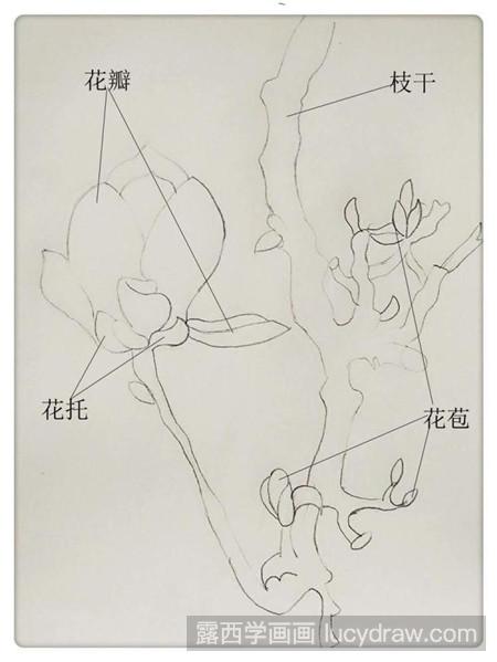 玉兰花的结构图图片