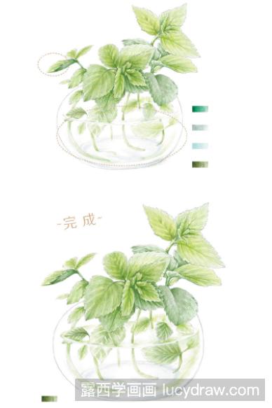 彩铅画教程：怎么画薄荷