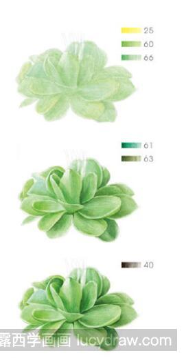 彩铅画教程：怎么画墨兰捕虫堇