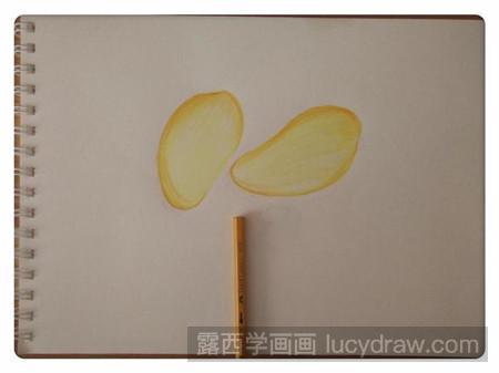 彩铅画芒果怎么画