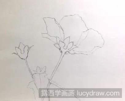 零基础彩铅画教程：高砂芙蓉的画法