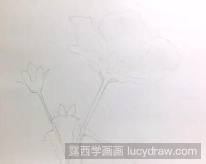 零基础彩铅画教程：高砂芙蓉的画法