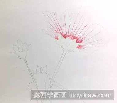 零基础彩铅画教程：高砂芙蓉的画法