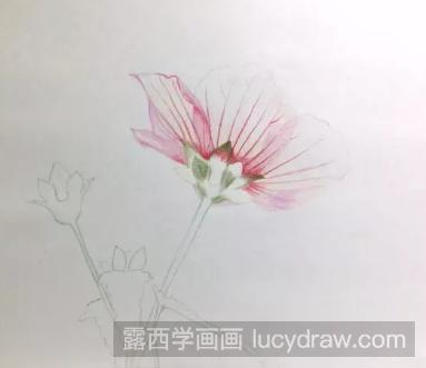 零基础彩铅画教程：高砂芙蓉的画法