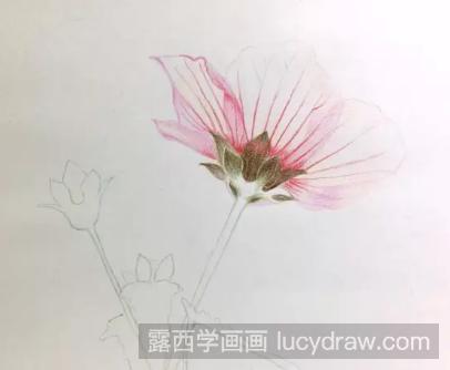 零基础彩铅画教程：高砂芙蓉的画法